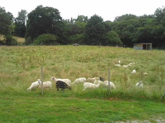 A les moutons à P P 04 07 16