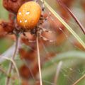 Araneus quadratus_Épeire carrée_PKM_2011_09_19_1607-bis