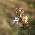 Argiope bruennichi8M