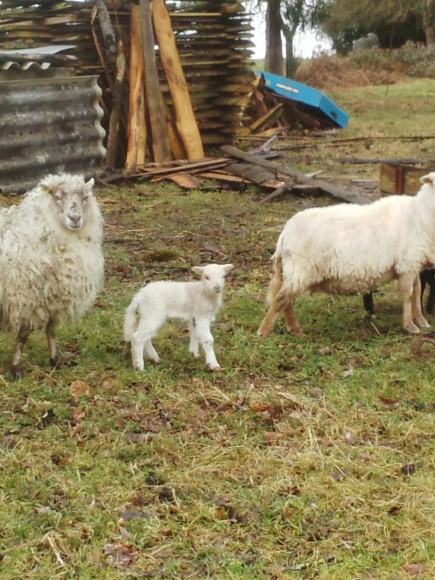 Avec sa maman dans son pâturage d'hiver