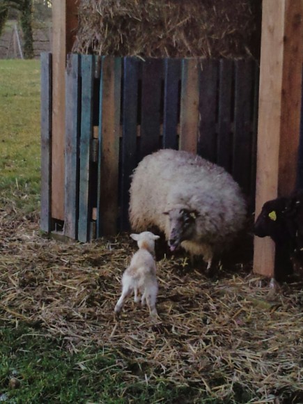 Plijadur le jour de sa naissance