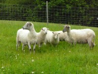 TROUPEAU MAI 2015 (1)