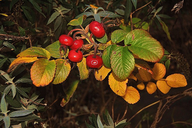 couleursdautomne0001