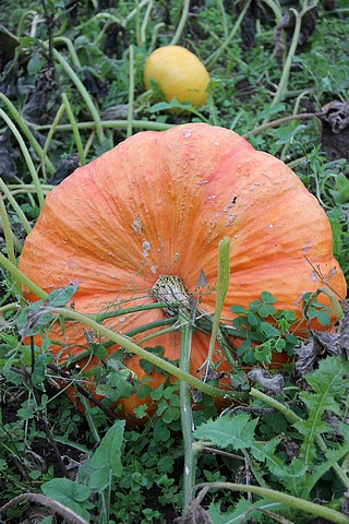 couleursdautomne0002