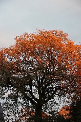 couleursdautomne0003