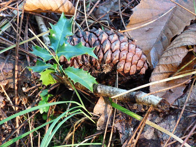 couleursdautomne0004