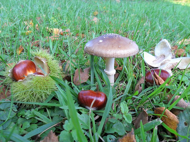 couleursdautomne0005