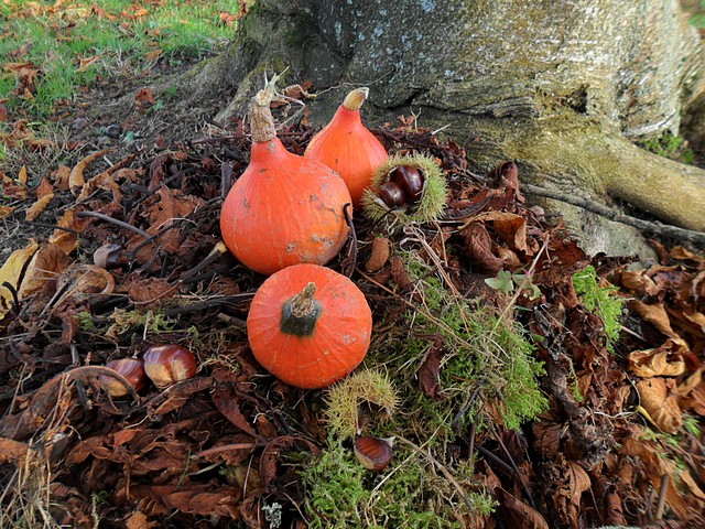 couleursdautomne0006