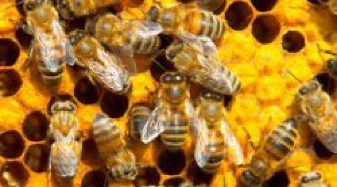 Calamité apicole