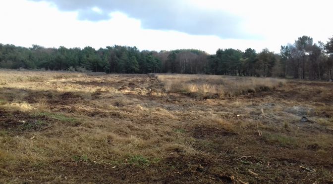 Lann Bras Ti Mouel, une nouvelle jeunesse.