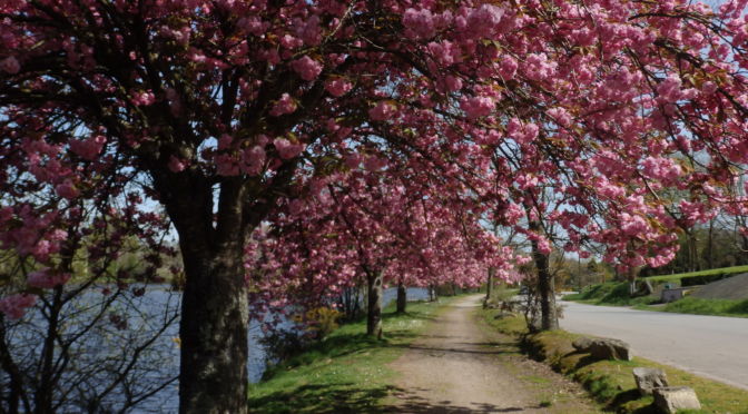 AVRIL 2019 | « FLORAISON PRINTANIÈRE »| CLÉGUÉREC